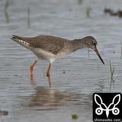 アカアシシギは少数が越冬中。