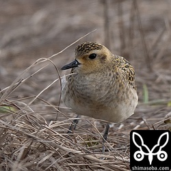 ムナグロの幼鳥。