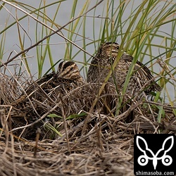 タシギはこんな感じで十数羽。残念ながら、ほかのジシギは混じっていませんでした。