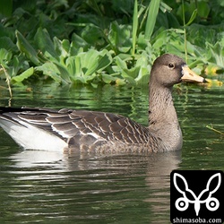 マガンの幼鳥。なぜハイイロガンに誤認されるのか?