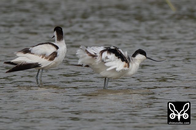 ソリハシセイタカシギ（アボセット）