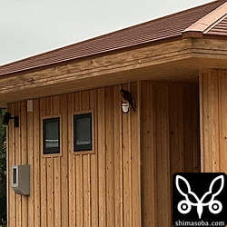 Omoto526の防犯カメラに止まるチョウゲンボウ。夜を明かしていきました。