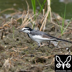 今季はハクセキレイが少なく寂しいです。