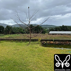 チョウゲンボウも同じ木に現れました。バッタなど狙っています。