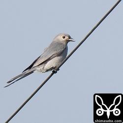 ハイイロオウチュウは、頻繁に電線に出てきては飛ぶ虫をフライングキャッチしていました。すでに越冬モードで、このまま長居してくれそうです。