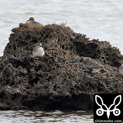 今季は、ダイゼンが多めに越冬しています。
