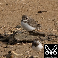 河口や海岸にはメダイチドリやシロチドリが越冬中。
