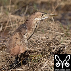 翼を負傷しているリュウキュウヨシゴイ。体が全体的に汚れていて調子が悪そうです。