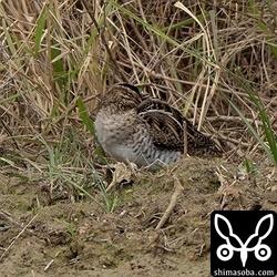 タシギは多い場所では10羽ほどの群れで越冬しています。