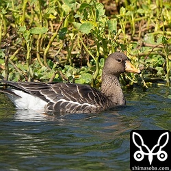 マガンは同じ場所に滞在中。