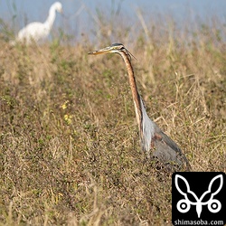 ムラサキサギは繁殖序盤なのか、ペアでいることが増えました。