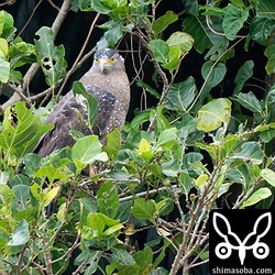 上の個体とペアのオス。農地の境界にある薄い雑木林が営巣場所?