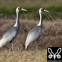 2020年10月以来、久しぶりの飛来。今回は、成鳥が2羽でした。ムラサキサギがコサギに見える大きさ!!