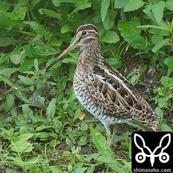 印象深いハリオシギなので個体識別できています。見たらすぐに分かりますね。^^ 第1回冬羽です。