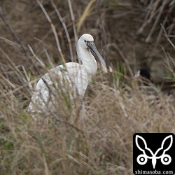 長逗留のヘラサギ。警戒心は強めでした。