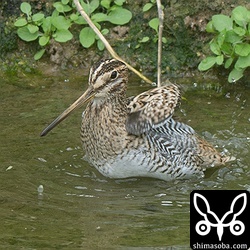 仕事の移動中であまり時間はありませんでしたが、水浴びをしてくれました。