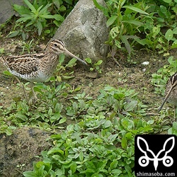 タシギ(右)を追い払うハリオシギ。体が小さなタシギはハリオシギにもチュウジシギにも負けますね。