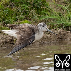 翼をけがしているアオアシシギ。春になっても渡るのは難しいかもしれません。