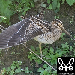 1月のハリオシギは、これまで観察したことがないので大変貴重です。