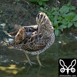 渡去するまで、慎重に観察していきたいと思います。
