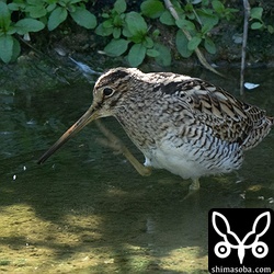 先日と全く同じ場所で水浴びをしていました。