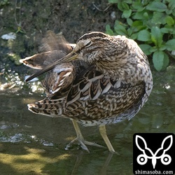 この時季のハリオシギの記録は国内どころか沖縄、石垣島でも貴重なので、念の為、尾羽も確認しないといけませんね。