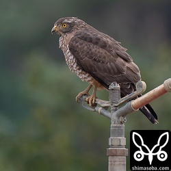 こちらはメスのサシバ。