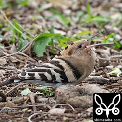 地中から昆虫を探し出して栄養補給。健啖家のヤツガシラは、かなりの量を食いますね。