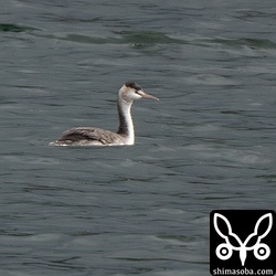 石垣島では数少ないカンムリカイツブリ。