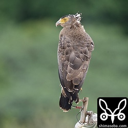 カンムリワシは繁殖期を迎え、活発に動き回っています。あちこちで縄張りを主張する鳴き声も聞こえます。