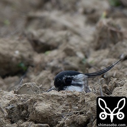 田んぼで休むタゲリ。2羽が座って休憩。渡ってきたばかりで疲れているのでしょう。