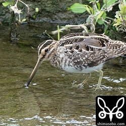 越冬タシギ。この水路には10羽近く滞在しています。