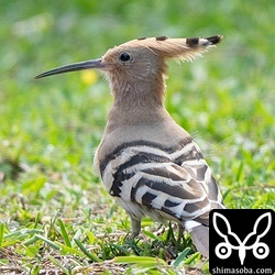 車両に対する警戒心はゼロでした。カラスには少し驚いている様子。