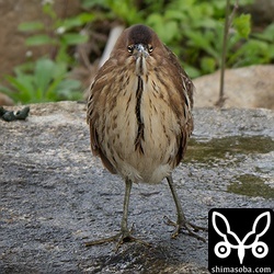 シギを見ていたら現れたリュウキュウヨシゴイ。こちらをうかがっていましたが、しばらくするとその警戒心も解けました。
