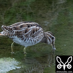 こちらは青みがかった羽の色が美しい個体。