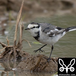 ホオジロハクセキレイの次に多いハクセキレイ。