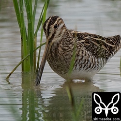 田んぼにも5羽ほどが滞在しています。