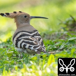 石垣島で今季3羽目となるヤツガシラを発見。