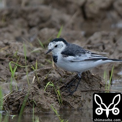 ハクセキレイ15羽の群れの半分ぐらいはホオジロハクセキレイが占めていました。ホオジロハクセキレイは、石垣島で最も多いハクセキレイの亜種です。