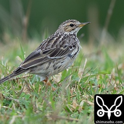 こちらはまだまだ冬羽のようでした。