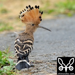 北側の海岸近くにいたヤツガシラ。小雨の中、採餌していました。