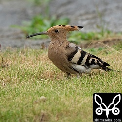 今季は石垣島でもヤツガシラは多く飛来しています。与那国島では複数見られると期待していましたが、荒天のため、この一羽のみでした。