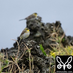 ツメナガセキレイの大きな群れは、島の南側の海沿いにいました。